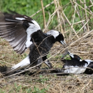 Gymnorhina tibicen at Fyshwick, ACT - 15 Sep 2023