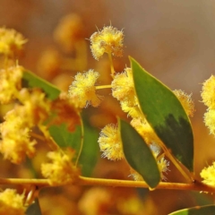 Acacia buxifolia subsp. buxifolia (Box-leaf Wattle) at Bruce, ACT - 16 Sep 2023 by ConBoekel