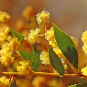 Acacia buxifolia subsp. buxifolia at Bruce, ACT - 16 Sep 2023