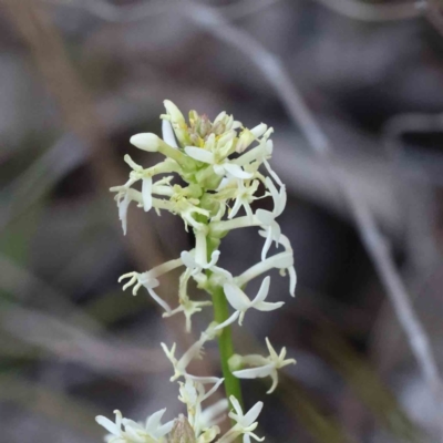 Stackhousia monogyna (Creamy Candles) at Bruce, ACT - 16 Sep 2023 by ConBoekel