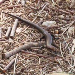 Lampropholis delicata (Delicate Skink) at Jerrabomberra Wetlands - 15 Sep 2023 by RodDeb