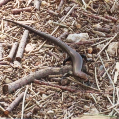 Lampropholis delicata (Delicate Skink) at Fyshwick, ACT - 15 Sep 2023 by RodDeb