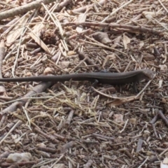 Lampropholis delicata at Fyshwick, ACT - 15 Sep 2023