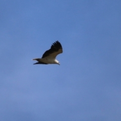 Haliaeetus leucogaster (White-bellied Sea-Eagle) at Jerrabomberra Wetlands - 15 Sep 2023 by RodDeb