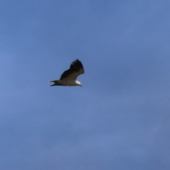 Haliaeetus leucogaster at Fyshwick, ACT - 15 Sep 2023 12:03 PM