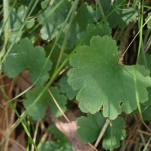 Hydrocotyle laxiflora at Bruce, ACT - 16 Sep 2023