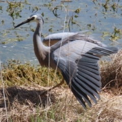 Egretta novaehollandiae (White-faced Heron) at Jerrabomberra Wetlands - 15 Sep 2023 by RodDeb