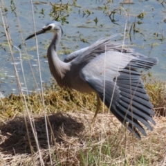 Egretta novaehollandiae at Fyshwick, ACT - 15 Sep 2023