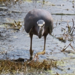 Egretta novaehollandiae at Fyshwick, ACT - 15 Sep 2023