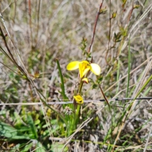 Diuris chryseopsis at Jerrabomberra, ACT - 16 Sep 2023