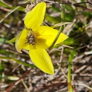 Diuris chryseopsis at Jerrabomberra, ACT - suppressed