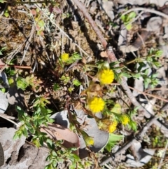 Triptilodiscus pygmaeus (Annual Daisy) at Isaacs Ridge - 16 Sep 2023 by Mike