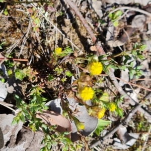 Triptilodiscus pygmaeus at Jerrabomberra, ACT - 16 Sep 2023