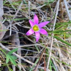 Romulea rosea var. australis (Onion Grass) at Jerrabomberra, ACT - 16 Sep 2023 by Mike