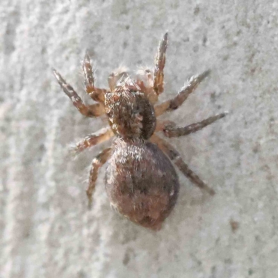 Servaea incana (Hoary Servaea) at Bruce, ACT - 16 Sep 2023 by ConBoekel