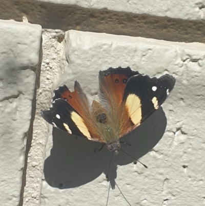 Vanessa itea (Yellow Admiral) at Latham, ACT - 16 Sep 2023 by LD12