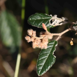 Pomaderris sp. at Bruce, ACT - 16 Sep 2023