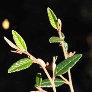 Pomaderris sp. at Bruce, ACT - 16 Sep 2023