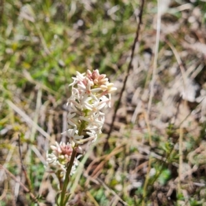 Stackhousia monogyna at Gilmore, ACT - 16 Sep 2023