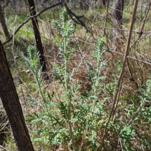 Senecio bathurstianus at Hackett, ACT - 16 Sep 2023 01:14 PM