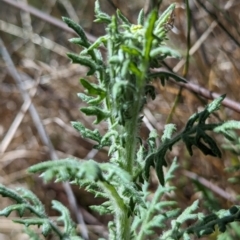 Senecio bathurstianus at Hackett, ACT - 16 Sep 2023 01:14 PM