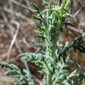 Senecio bathurstianus at Hackett, ACT - 16 Sep 2023