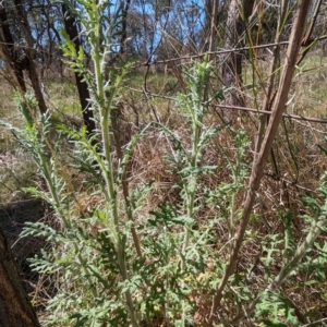 Senecio bathurstianus at Hackett, ACT - 16 Sep 2023