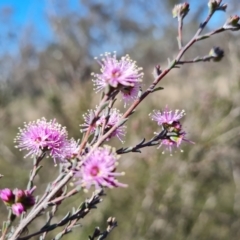 Kunzea parvifolia (Violet Kunzea) at Isaacs Ridge - 16 Sep 2023 by Mike