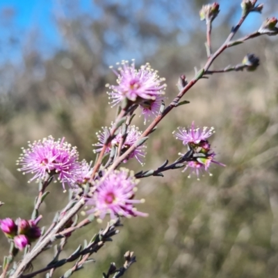 Kunzea parvifolia (Violet Kunzea) at Jerrabomberra, ACT - 16 Sep 2023 by Mike