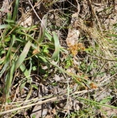 Luzula sp. (Woodrush) at Jerrabomberra, ACT - 16 Sep 2023 by Mike