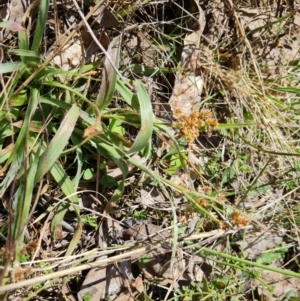 Luzula sp. at Jerrabomberra, ACT - 16 Sep 2023