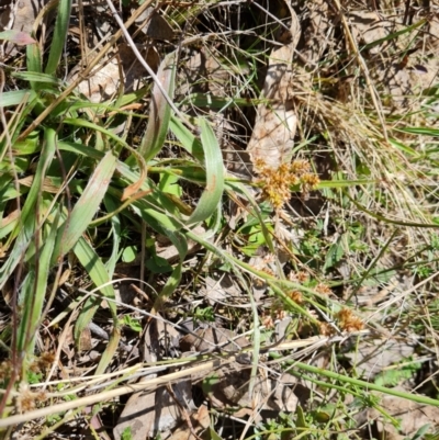 Luzula sp. (Woodrush) at Isaacs Ridge - 16 Sep 2023 by Mike