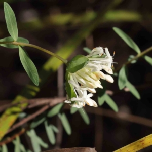 Pimelea linifolia subsp. linifolia at Bruce, ACT - 16 Sep 2023 10:28 AM