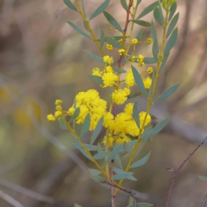 Acacia buxifolia subsp. buxifolia at Bruce, ACT - 16 Sep 2023 10:29 AM