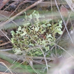 Unidentified Lichen at Bruce, ACT - 16 Sep 2023 by ConBoekel