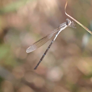 Austrolestes leda at Bruce, ACT - 16 Sep 2023 10:31 AM