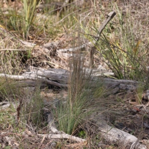 Poa sieberiana at Bruce, ACT - 16 Sep 2023 10:32 AM