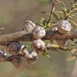 Leptospermum sp. at Bruce, ACT - 16 Sep 2023