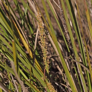 Lomandra longifolia at Bruce, ACT - 16 Sep 2023 10:39 AM