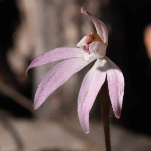 Caladenia fuscata at Bruce, ACT - suppressed