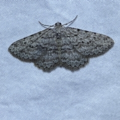 Psilosticha absorpta (Fine-waved Bark Moth) at Jerrabomberra, NSW - 16 Sep 2023 by SteveBorkowskis