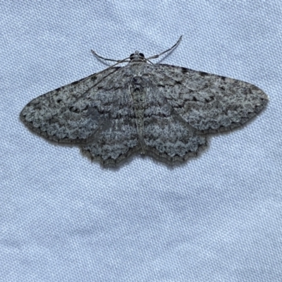 Psilosticha absorpta (Fine-waved Bark Moth) at Jerrabomberra, NSW - 16 Sep 2023 by SteveBorkowskis