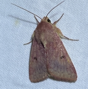 Australothis rubrescens at Jerrabomberra, NSW - 16 Sep 2023