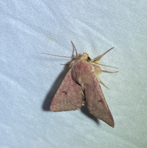 Australothis rubrescens at Jerrabomberra, NSW - 16 Sep 2023