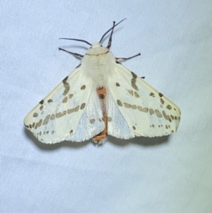 Ardices canescens at Jerrabomberra, NSW - suppressed