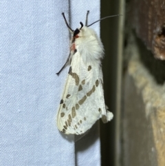 Ardices canescens at Jerrabomberra, NSW - suppressed