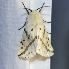 Ardices canescens at Jerrabomberra, NSW - suppressed