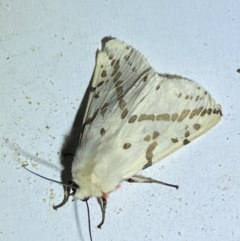 Ardices canescens at Jerrabomberra, NSW - suppressed