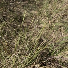 Lomandra sp. (A Matrush) at Bruce, ACT - 15 Sep 2023 by lyndallh