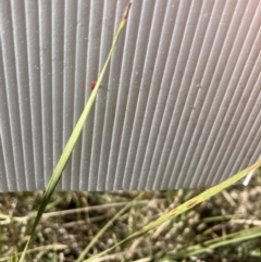 Lomandra sp. at Bruce, ACT - 16 Sep 2023